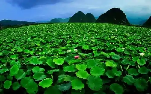  2023年天猫618 95%的自然流量！特色店一定要知道的内容公式